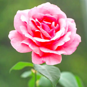 Meet your Posher, Ashford!